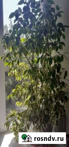 Фикус Брянск - изображение 1