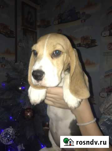 Бигль Нижний Новгород - изображение 1