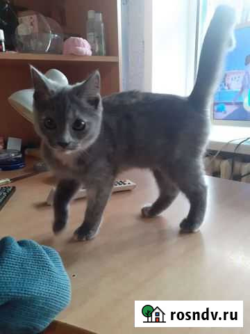 Кошка Тамбов - изображение 1