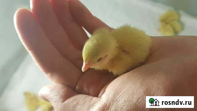 Техасские перепела, инкубационное яйцо Санкт-Петербург - изображение 1