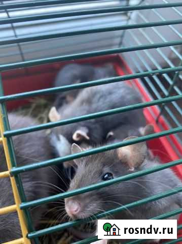 Крыса Шебекино - изображение 1