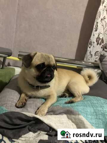 Мопс Севастополь - изображение 1