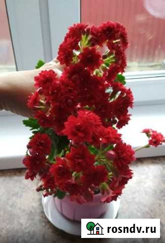 Каланхое Брянск - изображение 1