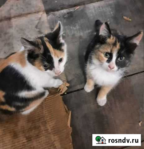 Две шикарные девочки Нефтекамск - изображение 1