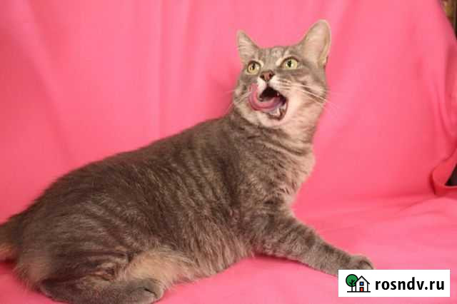 Кошка Тула - изображение 1