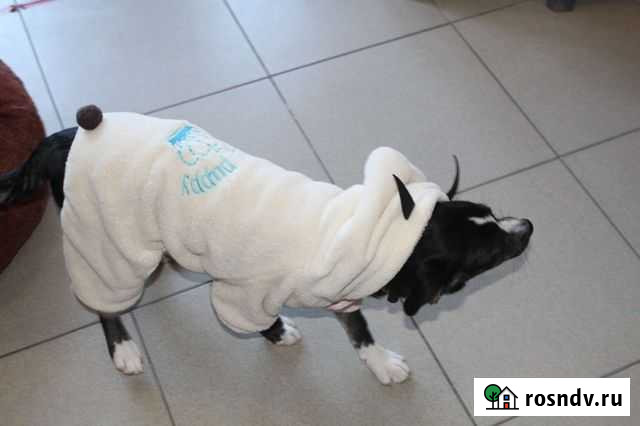 Щенок Новороссийск - изображение 1