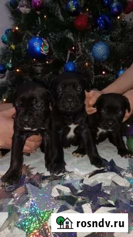 Щенки кане Корсо Майкоп - изображение 1