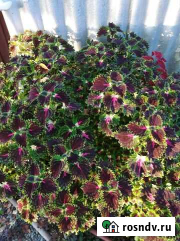 Колеусы Биробиджан - изображение 1