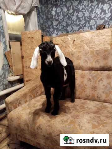 Нубийские козлики Ворсма - изображение 1