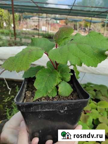 Екзотичекие Деревья Красногвардейское - изображение 1