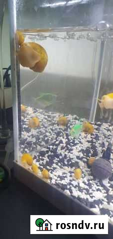 Улитки аквариумные бесплатно Октябрьский - изображение 1