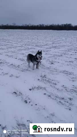 Хаски кобель для вязки Новошахтинск - изображение 1
