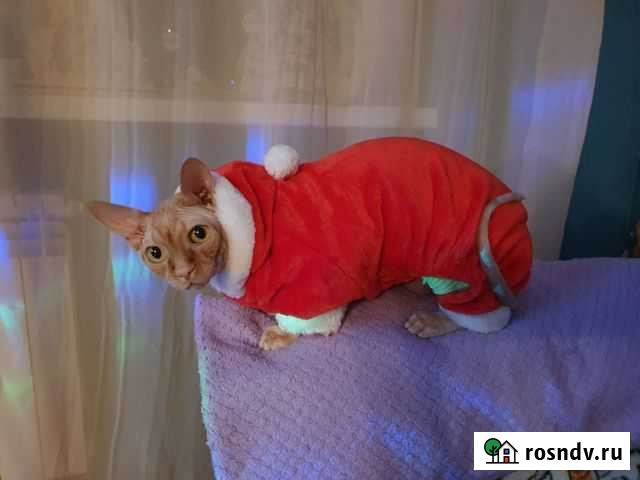 Вязка котов шотландских Энгельс - изображение 1