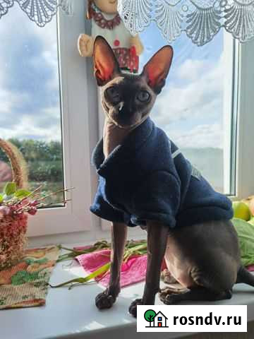 Канадский сфинкс вязка Лесная Поляна - изображение 1