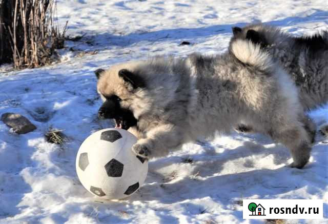 Щенки кеесхонда / вольфшпица Челябинск - изображение 1