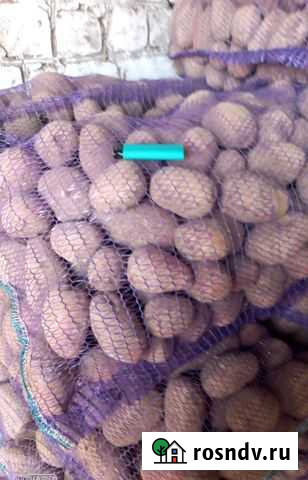 Брянская редсоня оптом с полей сезон 2021 Погар - изображение 1