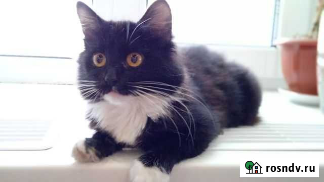 Отдам бесплатно Котельнич - изображение 1