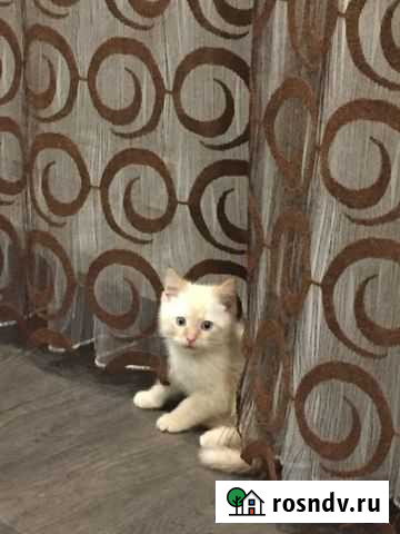 Отдам в добрые руки маленького котика Саранск - изображение 1