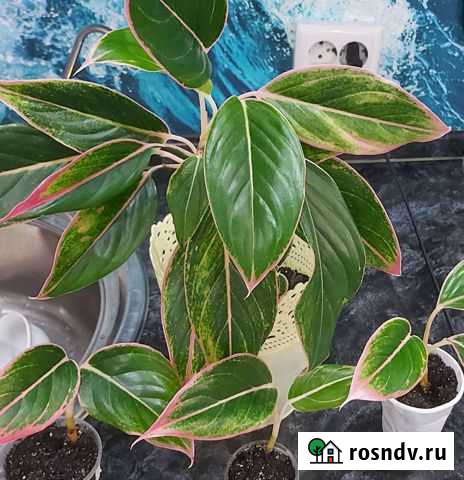 Аглаонема Тайволи Киров - изображение 1