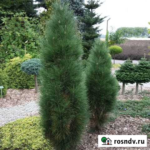 Сосна черная Green Tower Лебяжье - изображение 1