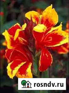 Продам канны, гортензию Ветлужский - изображение 1