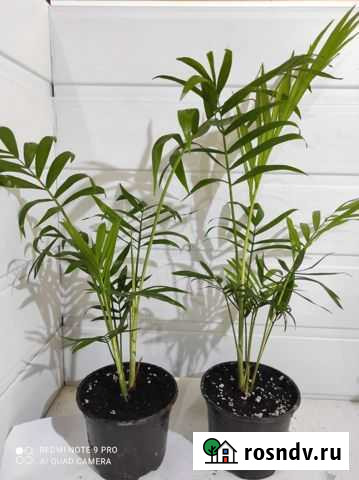 Хамедорея Вологда - изображение 1