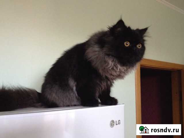 Персидский кот, вязка Кореновск - изображение 1