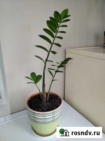 Комнатное растение Замиокулькас Люберцы - изображение 1