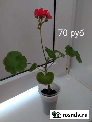 Цветы. Герань. Фикус. Кактусы Набережные Челны - изображение 1