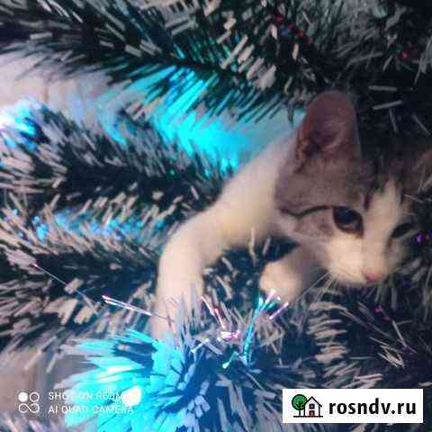 Мальчик ищет семью Феодосия