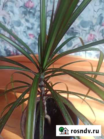 Кордилина Тольятти - изображение 1