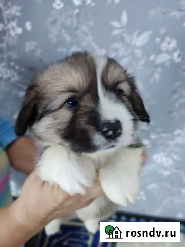 Вельш корги Пемброк щенок Тула - изображение 1