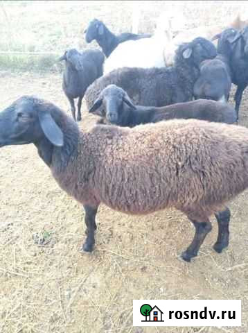 Овцы бараны Соль-Илецк - изображение 1