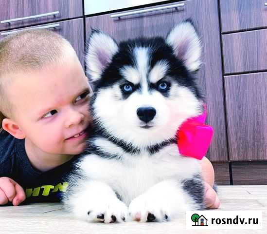 Чистопородные Хаски Кутята (Классика и Пухлявыши) Рязань - изображение 1