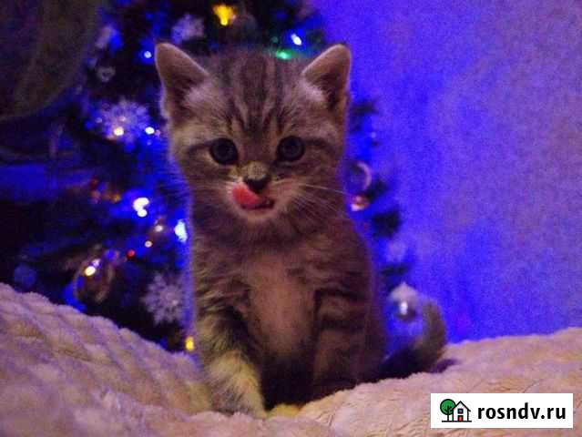 Британские котята Саратов - изображение 1