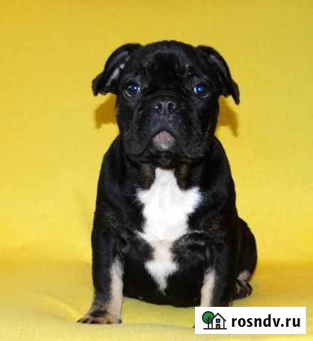 Черно-подпалая кокетка Рязань - изображение 1