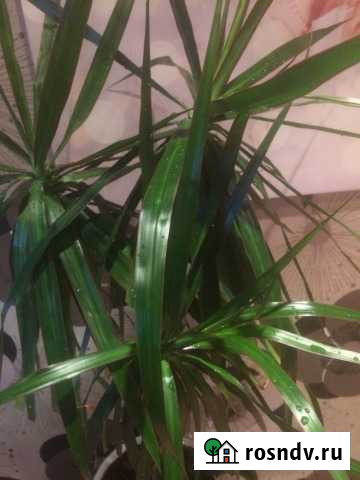 Драцена Тула - изображение 1