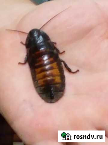 Экзотика с Мадагаскара Калуга - изображение 1