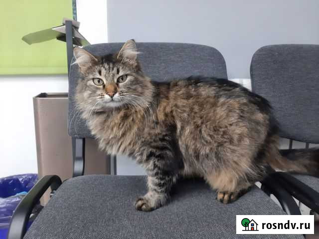 Сибирская красотка стерилизованная Батайск - изображение 1