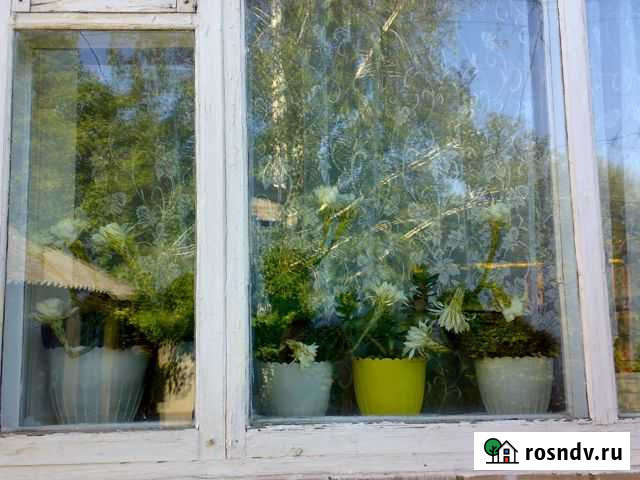 Комнатные цветы Донецк - изображение 1