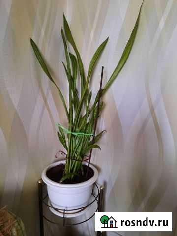 Комнатные цветы Курчатов - изображение 1