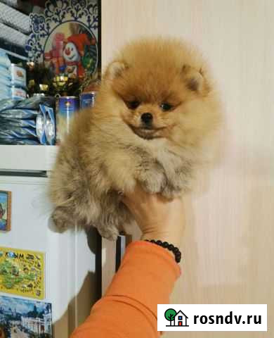 Шпицы, два мини мальчика Красноярск - изображение 1