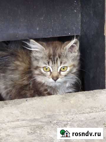 Котёнок Тамбов - изображение 1