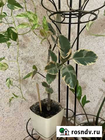 Фикус Елабуга - изображение 1