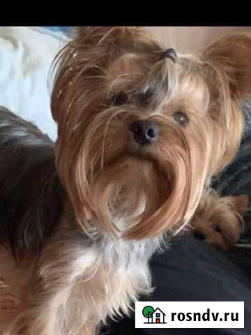 Вязка Липецк - изображение 1