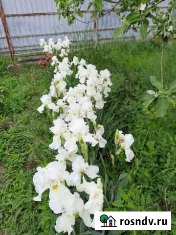 Ирисы бородатые Волгодонск - изображение 1