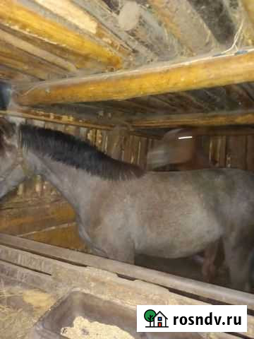 Лошади Спасское - изображение 1