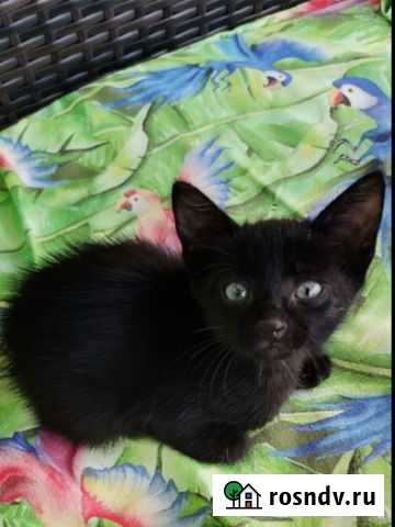 Котенок Анапа - изображение 1