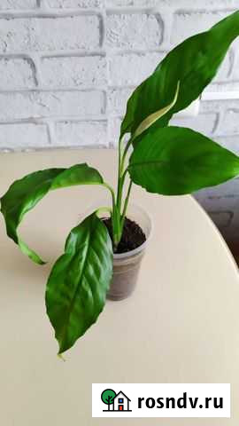 Спатифиллум Благовещенск - изображение 1