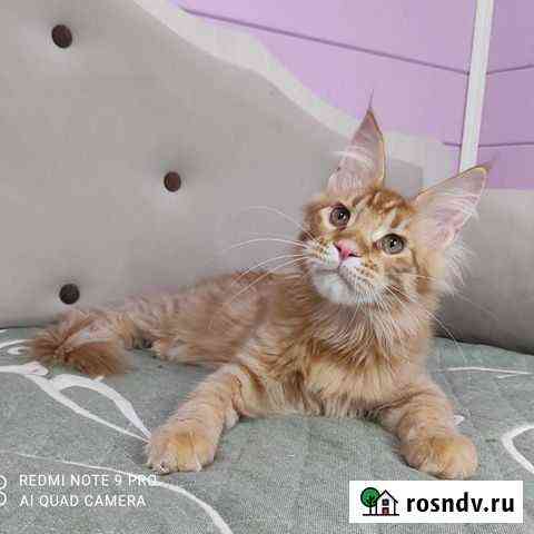 Шикарный котик Мейн-кун Котельники